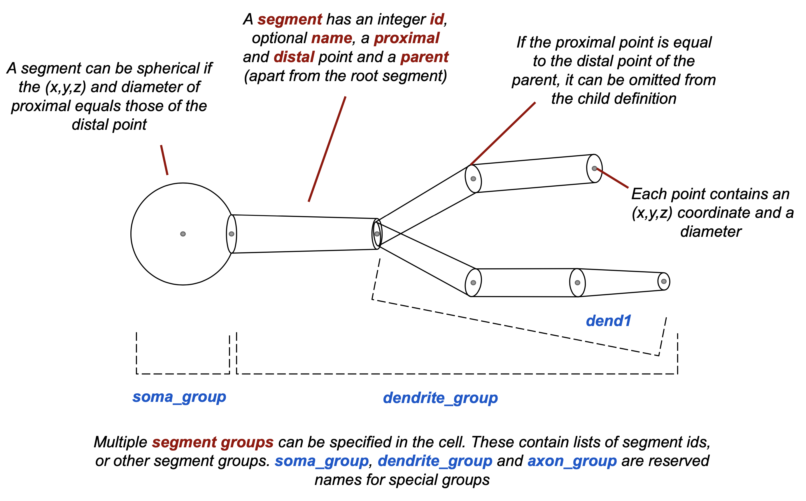 Morphologies in NeuroML 2.