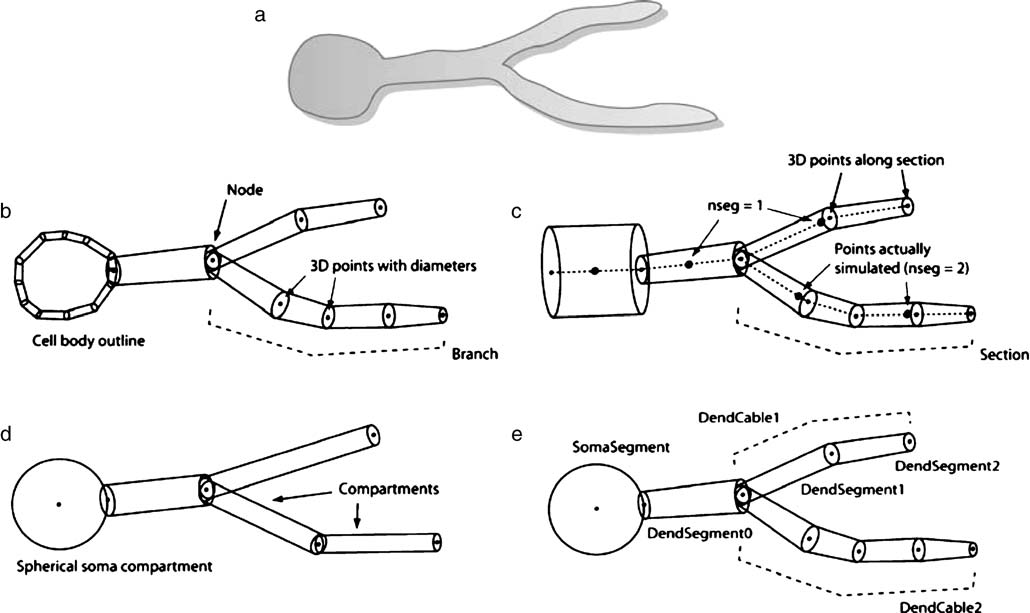 Figure 1 from {cite}`Crook2007` showing different representations of neuronal morphology.