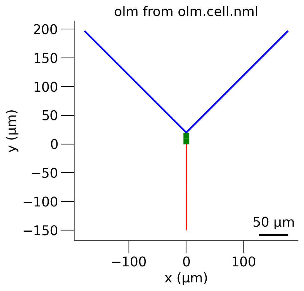 Morphology of constructed OLM cell in xy plane